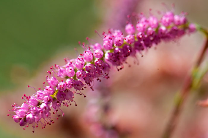 Chinese Saltcedar, or 5-Stamen Tamarisk is so named because of the clearly visible and dramatic stamens extending from the flowers petals. Tamarix chinensis 